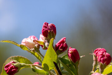 Apple Blossoms, Spring blossom.in Sauerland