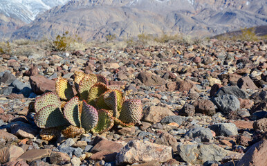 Cacti in the stone desert in the foothills, Golden prickly pear (Opuntia aurea, O. basilaris var....