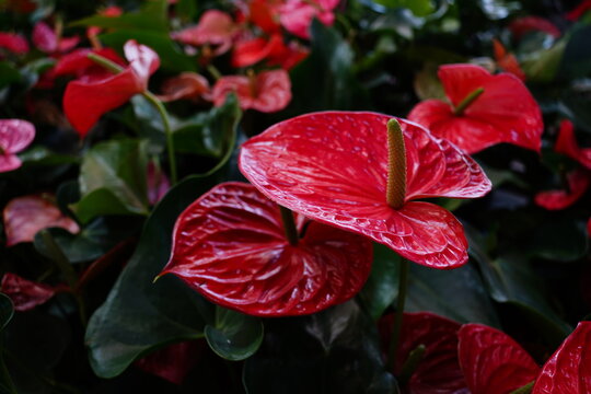 Flor de Ant&uacute;rio Vermelho