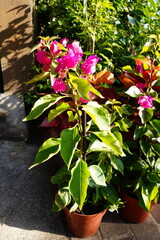 Bouganville Flores Plantas e Jardins