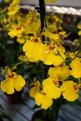 Orquídea Oncidium Twinkle Amarela Orquídea