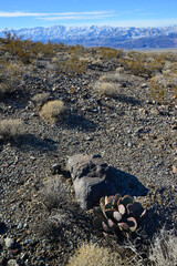 Cacti in the stone desert in the foothills, Golden prickly pear (Opuntia aurea, O. basilaris var....