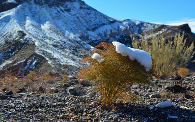 A cap of snow on desert plants on a snow-covered mountain pass. Death Valley National Park, CA