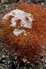 A cap of snow on desert plants on a snow-covered mountain pass. Death Valley National Park, CA
