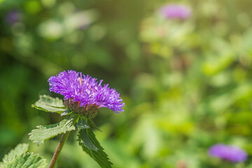Close up of a blooming Brazil button flower or Larkdaisy on blurred natural green background with copy space.