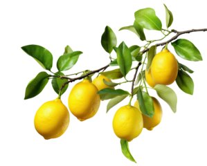 Fresh delicious lemons on branch, cut out