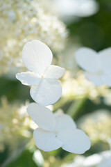 beautiful  blossom  of white  hydrangea with different variouse flowers  at summer  sunny day.  close up