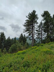 Trees in the forest. 