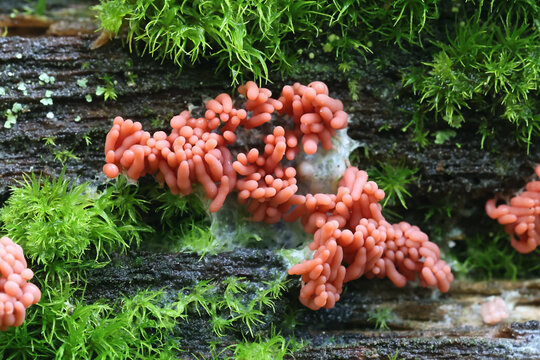 Arcyria major, also called Arcyria insignis var. major, a candy slime mold from Finland, no common English name