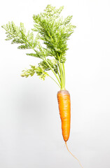 Ripe carrots on a white background