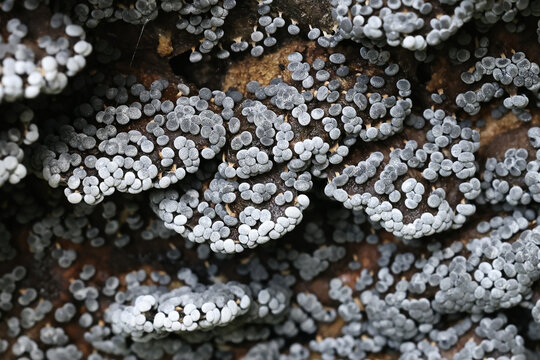 Physarum leucophaeum, a slime mold from Finland, no common English name