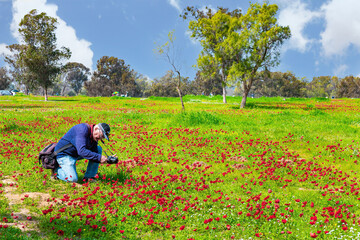 Fototapeta premium Photographer takes pictures red anemones