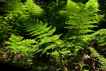 Green plant leaf fern in the forest - 700263203