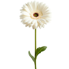 single stem white gerbera with green leaves on a transparent background