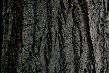 Closeup captures texture of tree bark, showcasing nature's rough pattern. Surface reveals wood's organic growth, with mossy patches adding greenery. Weathered lines and grooves enhance earthy feel