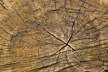 Wood texture old tree cut - 700264016