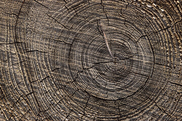 Wood pattern cut annual rings - 700264228