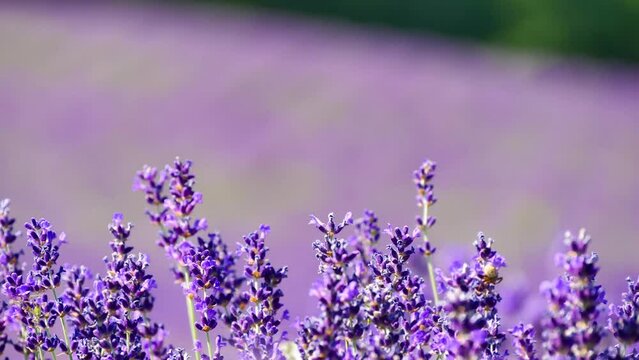 Lavender flowers in the foreground and blurred background moved by the wind, with pollinating bees and butterflies