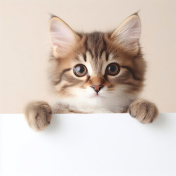 a cute cat holding with blank white board on solid background. ai generative