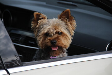 A beautiful little dog in the car