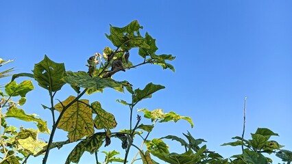 green leaves against blue sky tip of brinjal eggplant