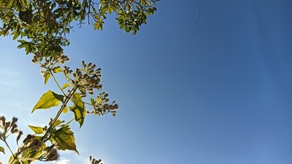 leaves against blue sky