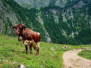 Fototapeta na wymiar Berchtesgaden grass land with cow at foreground