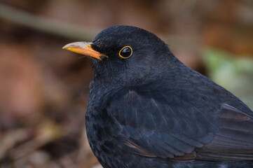 Song bird turdus merula aka eurasian blackbird. The most common bird in Czech republic. Close up...