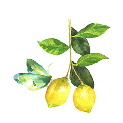 Lemon and butterfly illustration. Watercolor lemon slice painting. Citrus design for cosmetics, aroma oils package design. Food branding element for citrus included products. Lemons artwork.