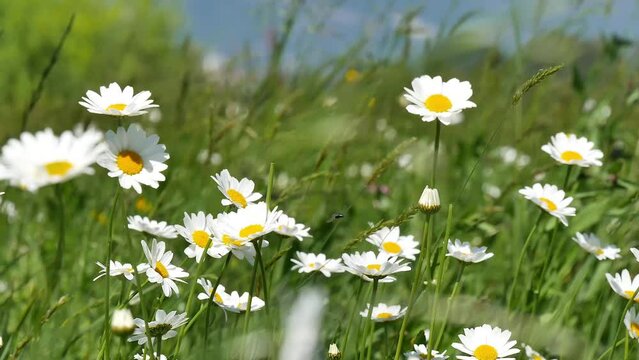 Closeup of daisies in a green meadow during a windy day
