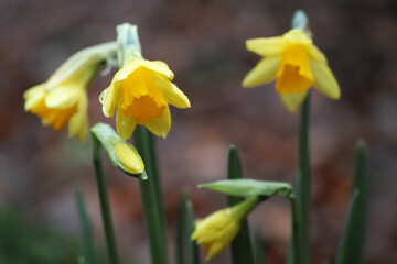 Daffodils with raindrops in front of a brown blurred background