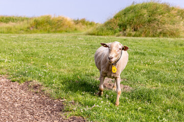 Sheep graze on a green pasture