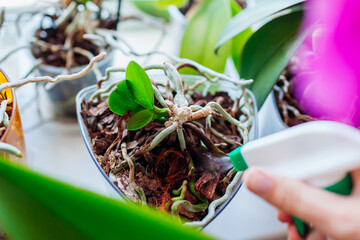 Spraying baby orchid growing on mother plant stem with water. Propagating phalaenopsis orchid plants at home