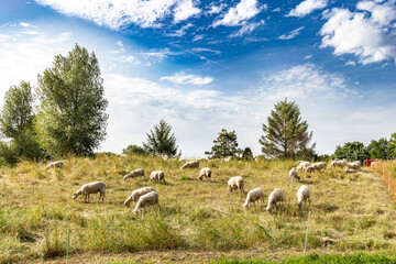 Sheep graze on a green pasture
