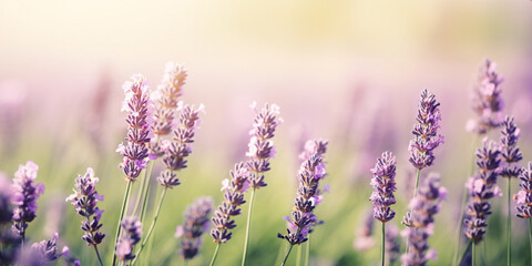 Obraz premium Lavender field. Fresh lavender flowers. The main focus is on the lavender flower in the lavender field.