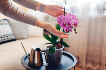 Woman admires blooming purple phalaenopsis orchid touching blossom. Taking care of house plants and flowers - obrazy, fototapety, plakaty