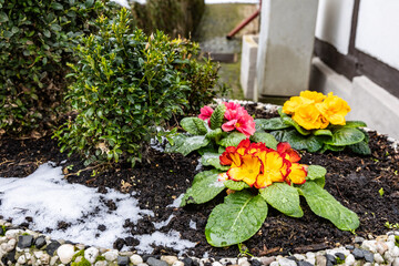 Primula acaulis, English primrose or common primrose blooms covered with snow