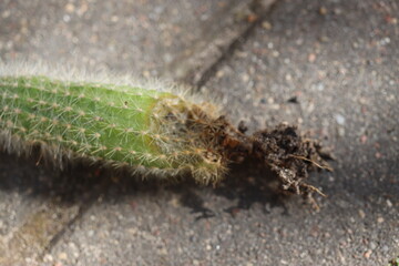 Cleistocactus strausii kaktus - obrazy, fototapety, plakaty