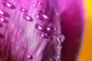 Flower texture blossom nature water drops - 700277200