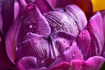 Purple abstract wet flower texture violent - 700277422