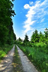 Nature road to the forest sky - 700277453