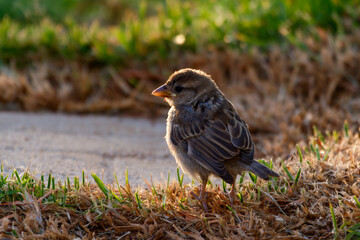 sparrow on the grass