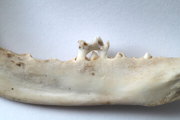 Close-up of lingual (inside) side of baby raccoon lower jaw showing pre-molar milk (baby) tooth...
