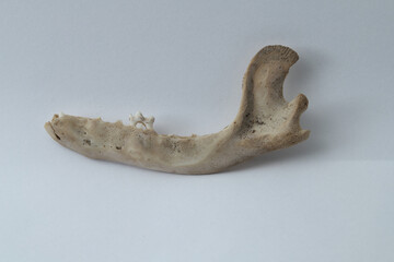 Lower mandible (jaw) of baby raccoon (Procyon lotor) viewed from the buccal (outside) side.  An...