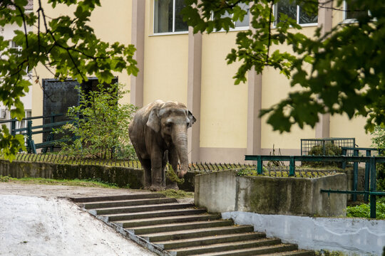A large elephant in a zoo in a pen chews plant branches and holds grass in its trunk
