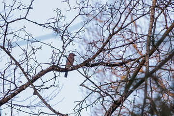 Jay in the bare branches of a tree in Siebenbrunn, the smallest district of the Fugger city of Augsburg, on a winter's day with a blue sky