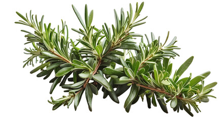 Fototapeta premium rosemary twig isolated on white transparent background PNG 