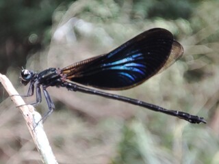 dragonfly on a branch