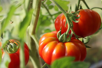 Beautiful red tomatoes on branch in green house , organic tomatoes