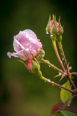 Closeup macro of a pink rose